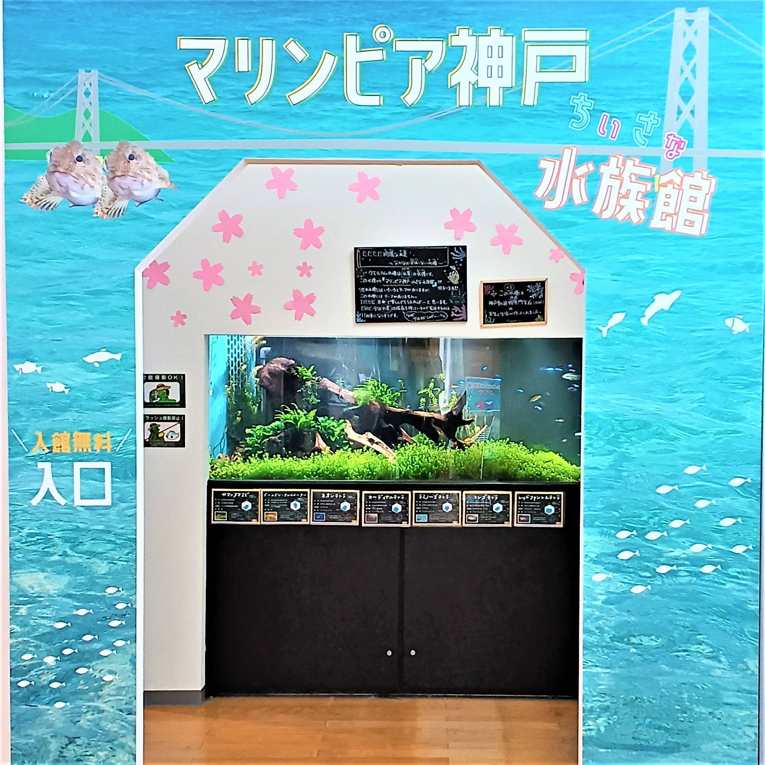 マリンピア 神戸 さかな の 学校